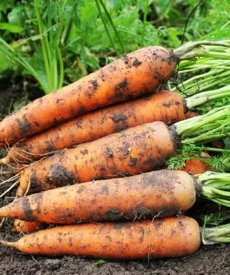 Морковь сорта Сластёна Сибирико