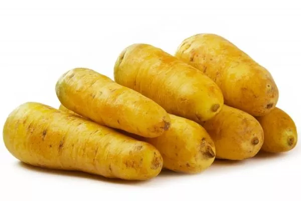 Морковь сорта Узбекская жёлтая