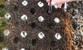 Морковь Узбекская жёлтая: семена равномерно по бороздкам