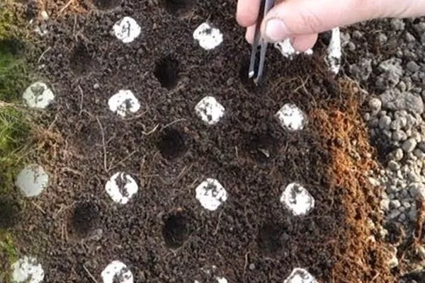 Морковь Узбекская жёлтая: семена равномерно по бороздкам