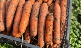 урожай Ранней сладкой