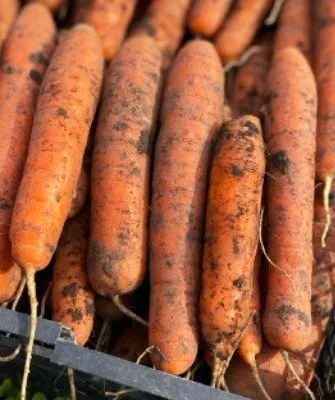 урожай Ранней сладкой