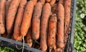 плоды моркови Ранняя сладкая