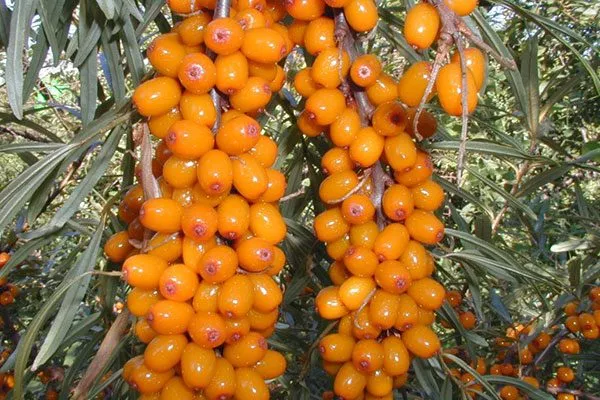 Московская ананасная