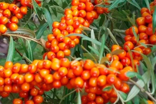 Московская красавица