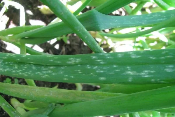 Мозаика на луке сорта Чиполлино