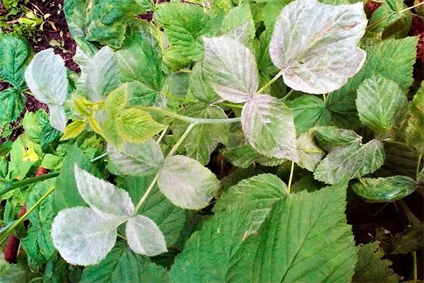 Мучнистая роса Малина Маросейка