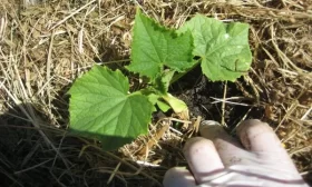 мульчирование огурцов
