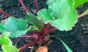 Сбор и хранение урожая