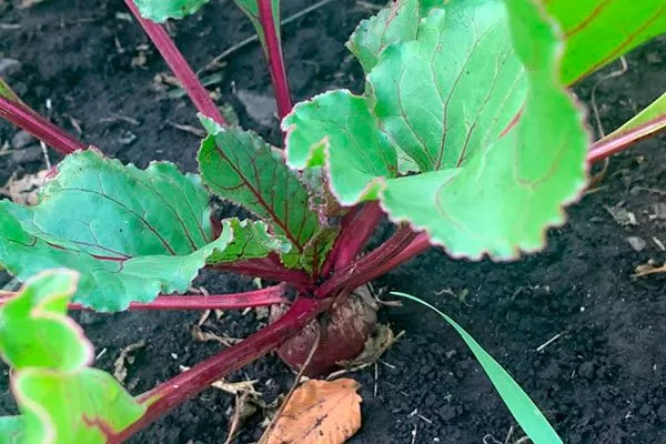 Сбор и хранение урожая