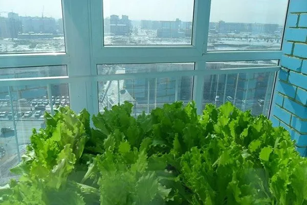 Полезная зелень на балконе