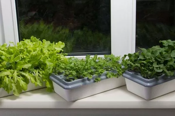 На подоконнике