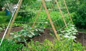 На шпалере с наклоном