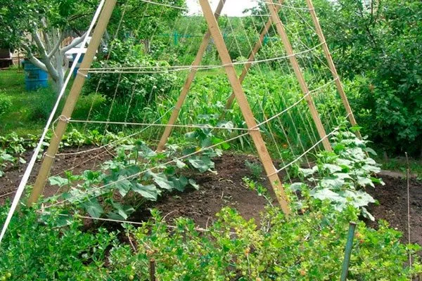 На шпалере с наклоном