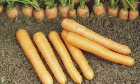 морковь Наталья