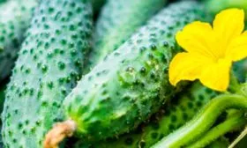 Кто и когда вывел сорт