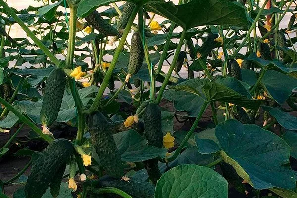 Вкус и предназначение