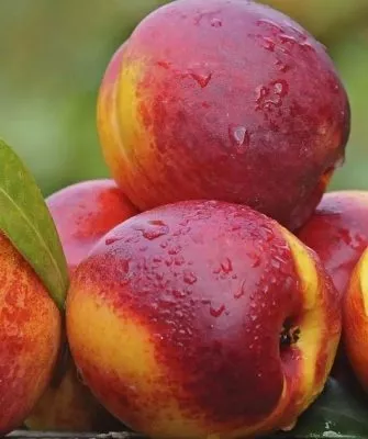 нектарин - лысый персик