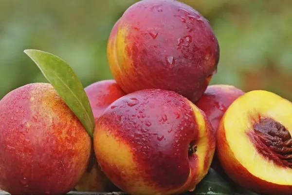 нектарин - лысый персик