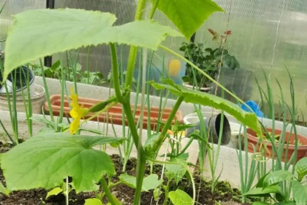 куст Обильного