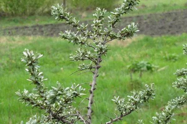 куст облепихи Гном