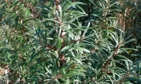 шишки на облепихе Гном