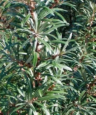 шишки на облепихе Гном