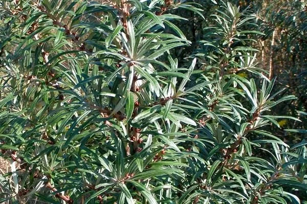 шишки на облепихе Гном