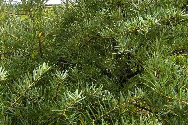 облепиха Гном