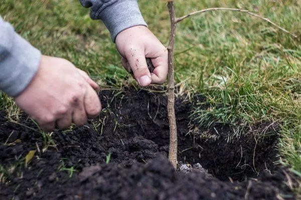 посадка облепихи Гном