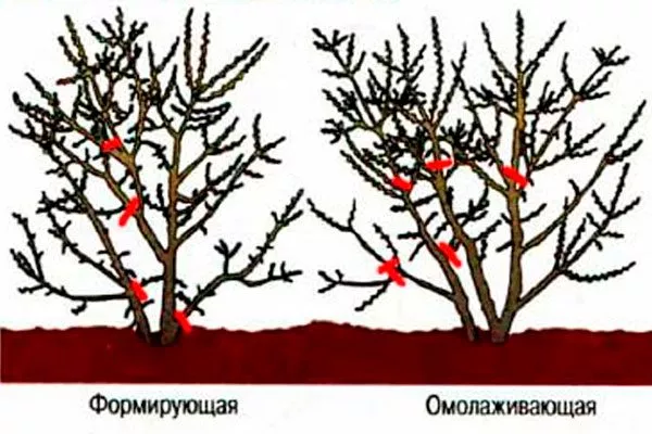 Облепиха Алей1 обрезка