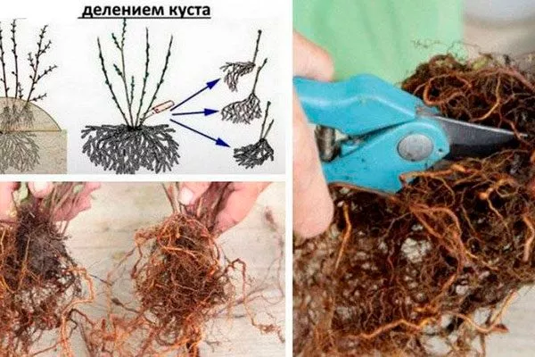 Деление корневой системы с целью размножения куста