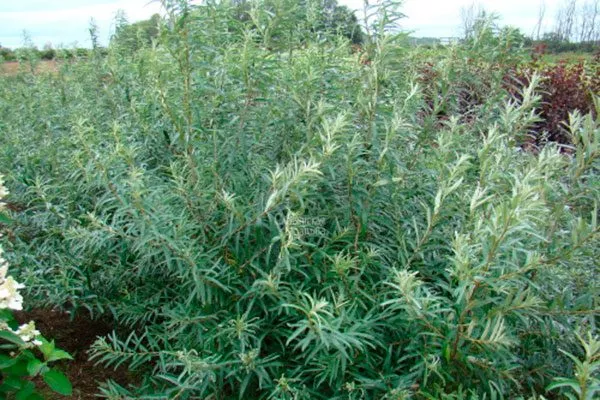 Внешний вид кустарника