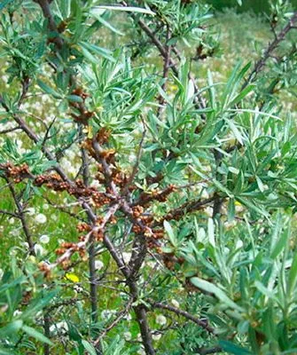 Облепиха Алей12