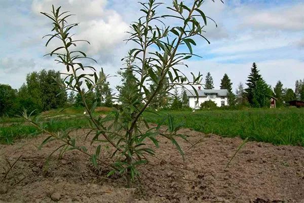 Облепиха Алей17 Рыхление