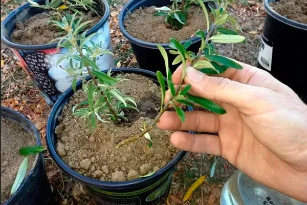 Облепиха Алей черенки