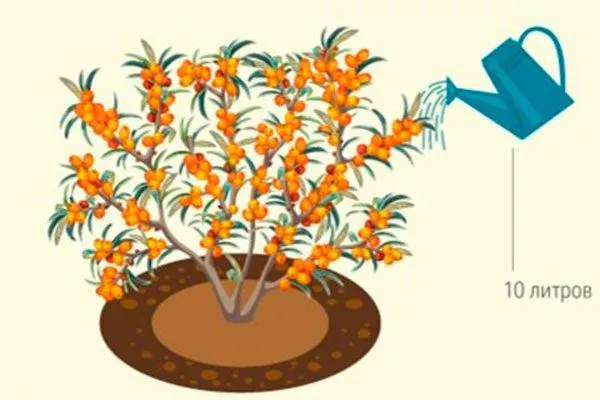 Облепиха Алей17 Полив