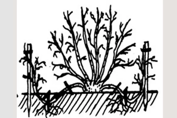 Размножение отводками Облепиха Алей2