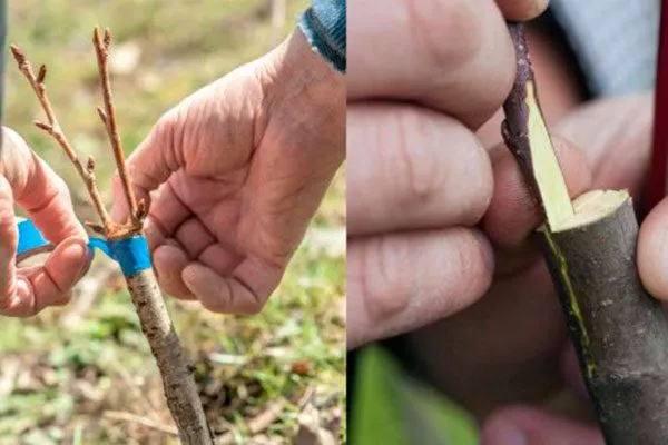 Прививка Облепиха Алей23