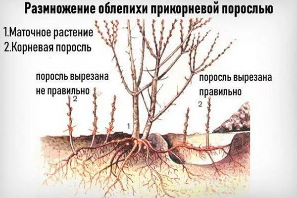 Облепиха Алей3 Поросль