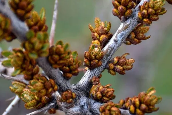 История происхождения Облепиха Алей4