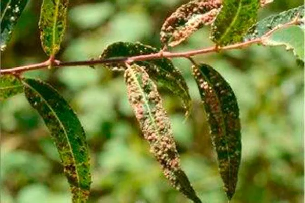 Болезни и вредители