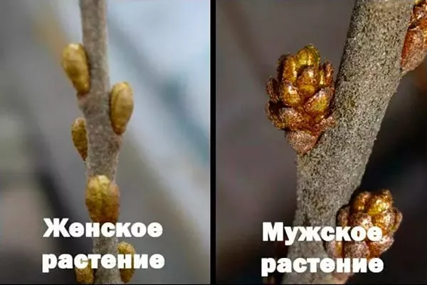 Чем отличается мужская облепиха от женской2