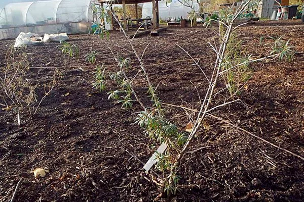 Тонкости посадочных работ