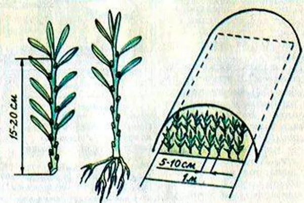 Черенкование Облепиха Алей9