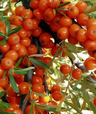 облепиха сорта Ажурная