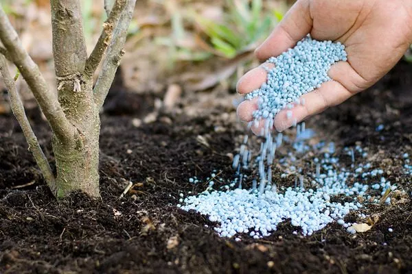 удобрения для облепихи Ажурная