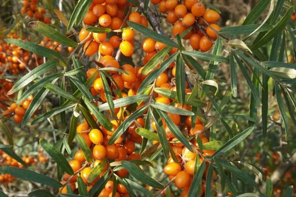 Облепиха сорта Превосходная