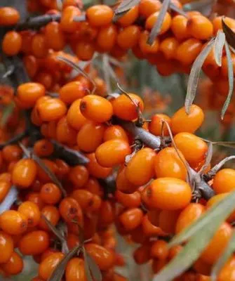 плоды облепихи Превосходной