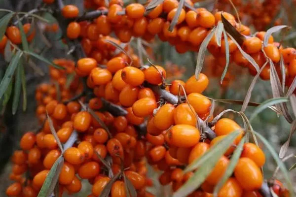 плоды облепихи Превосходной